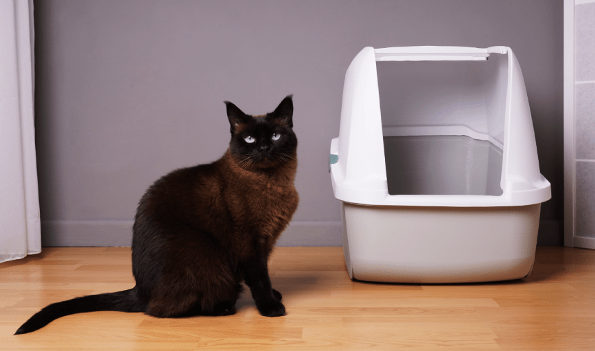 CAT LITTER REMOVAL